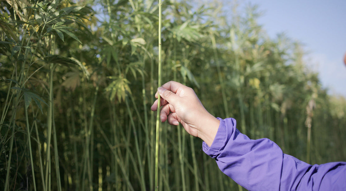 Why Hemp is the Future of Sustainable Fashion