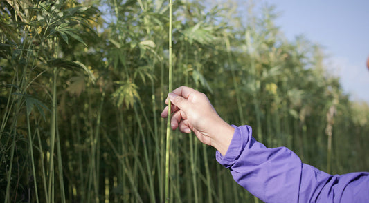 Why Hemp is the Future of Sustainable Fashion